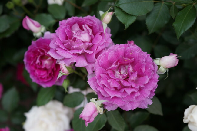 バラ シェエラザード 2