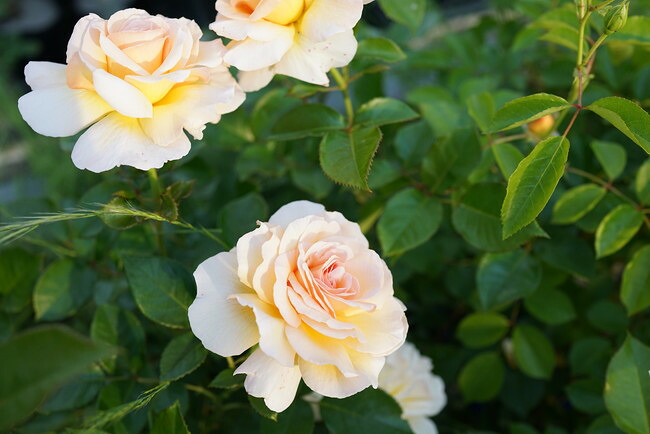 バラ テレトン 2