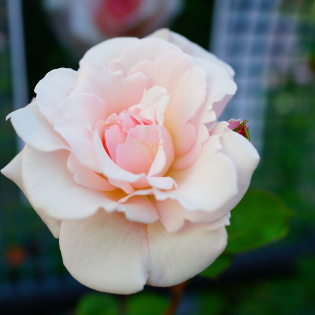 バラ つるオフェリア 