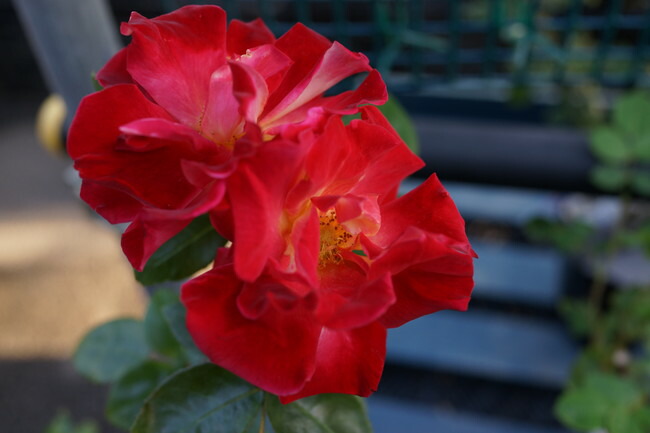 バラ チャールストン 1