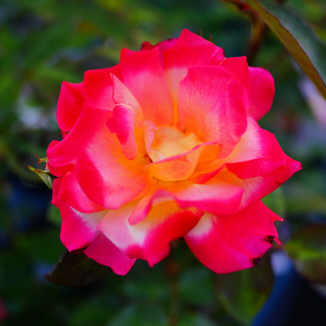 バラ チャールストン 