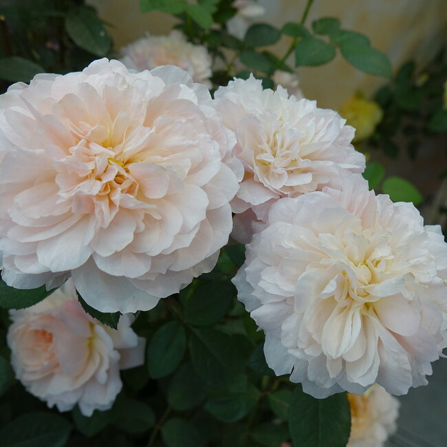 バラ ジアレンウィックローズ 