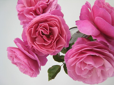 バラ アブデル 1