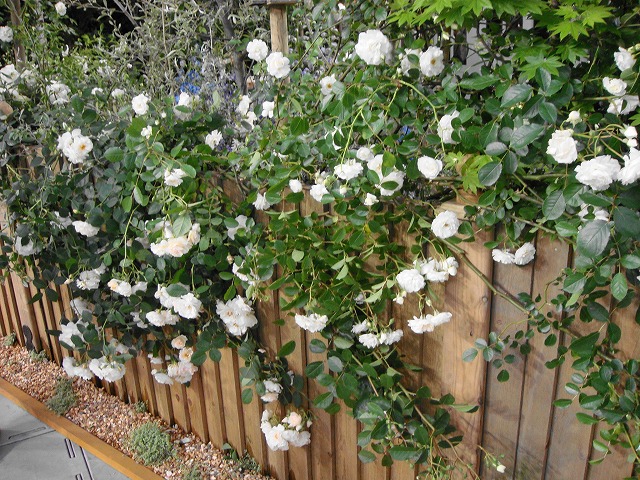 バラ つるアイスバーグ ClF クライミングフロリバンダ（つるバラ） 苗