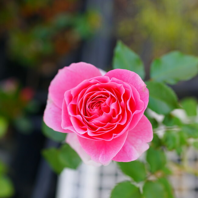 バラ アミ ロマンティカ 