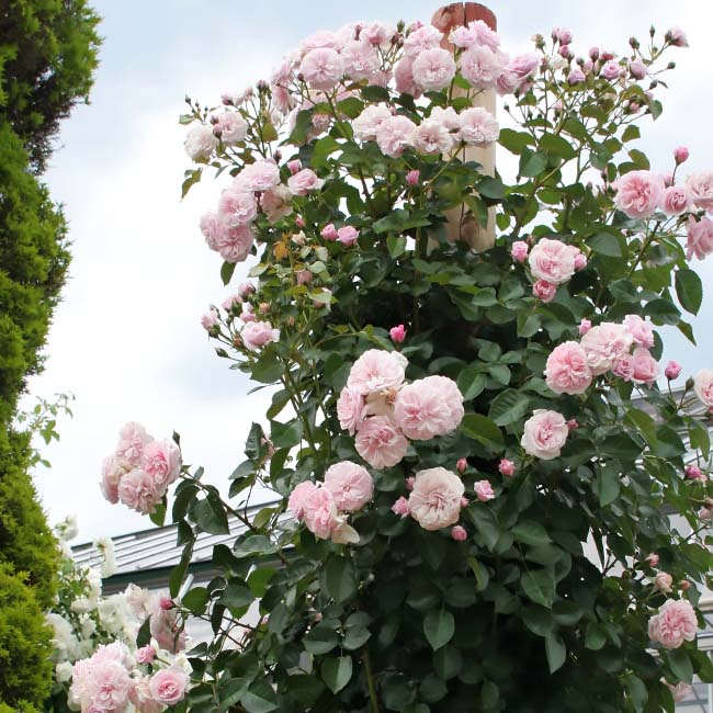 バラ エンジェルハート 2