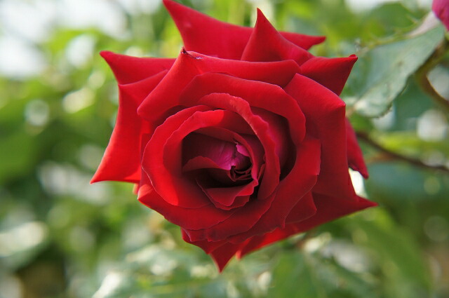 バラ アンクルウォルター 