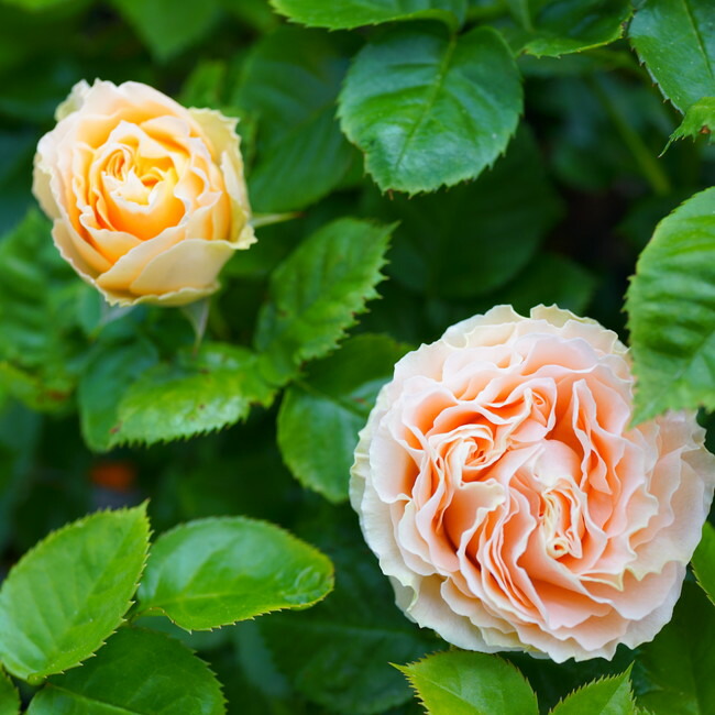 アンティークレース