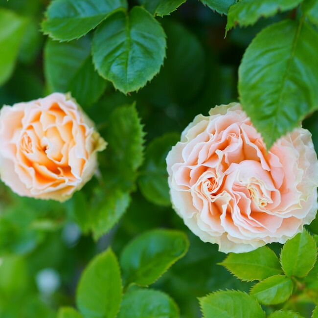 アンティークレース