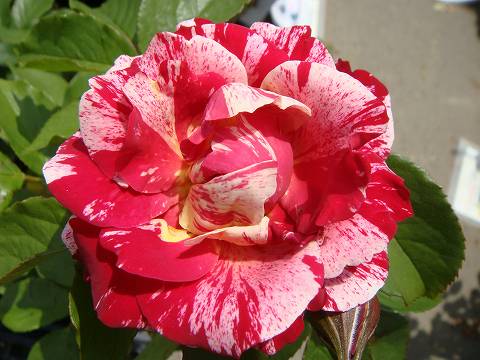 バラ アンリマチス 2