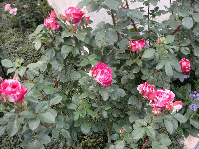 バラ アンリマチス 1