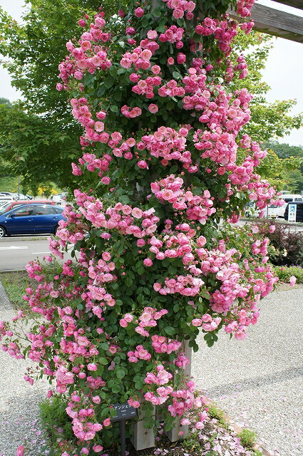 バラ アンジェラ 7