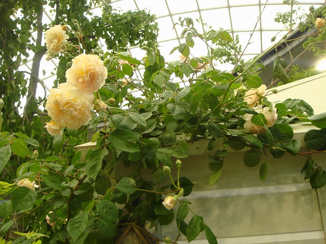 バラ バフ ビューティー 3