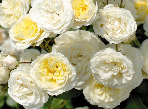 バラ バニラボニカ 2