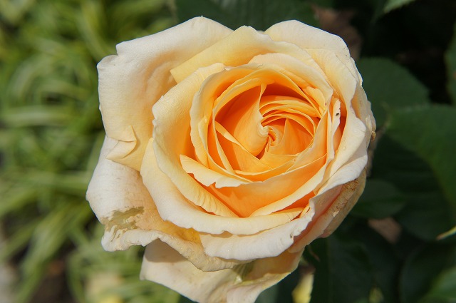 バラ バレンシア