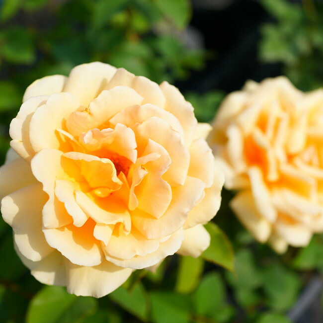 バラ バレンシア