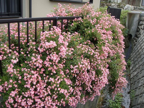 四季咲きバラ バレリーナ のフェンス仕立て。