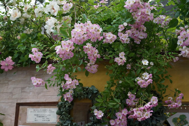 つるバラ バレリーナの壁面仕立て