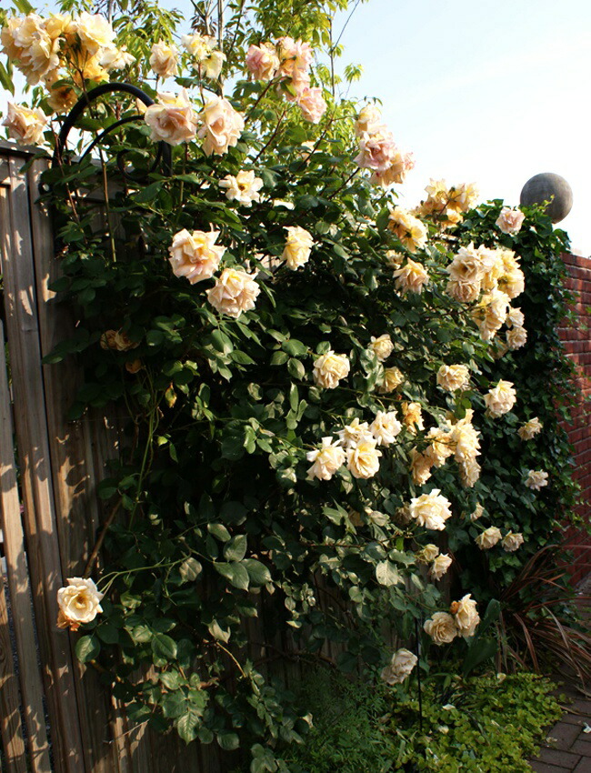 バラ バタースコッチ 5