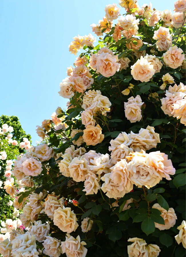 バラ バタースコッチ 6