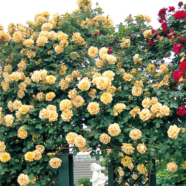 バラ バタースコッチ 4