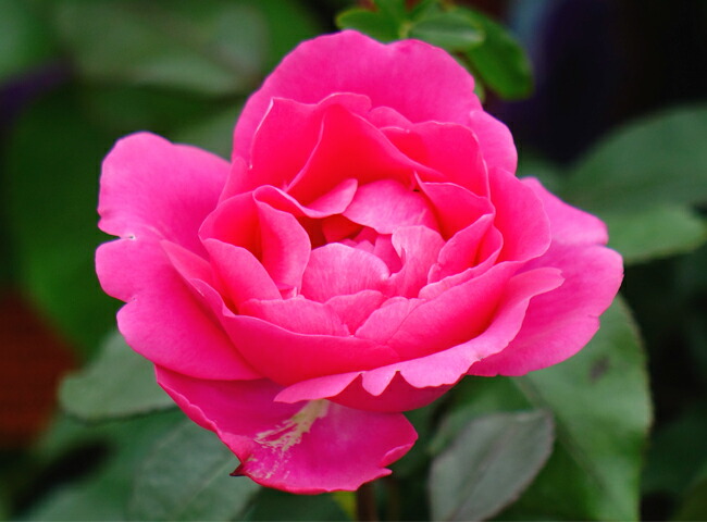 バラ ベルサイユのばら 3