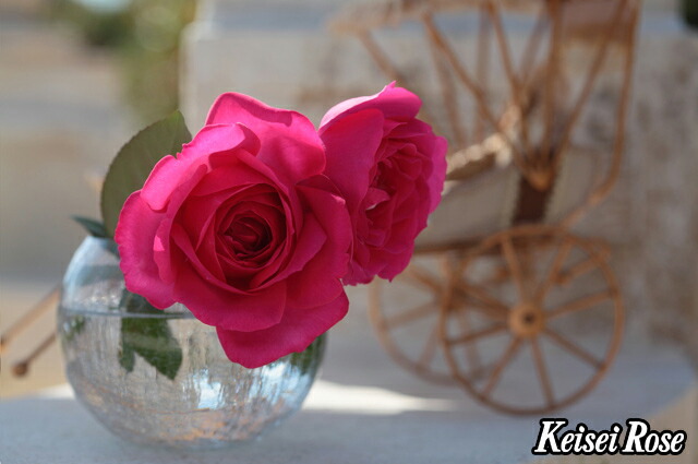 バラ ベルサイユのばら 