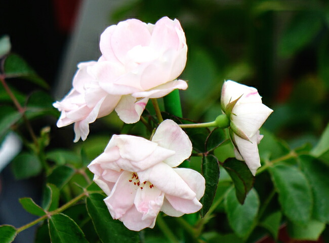 バラ ベルサイユのばら 4