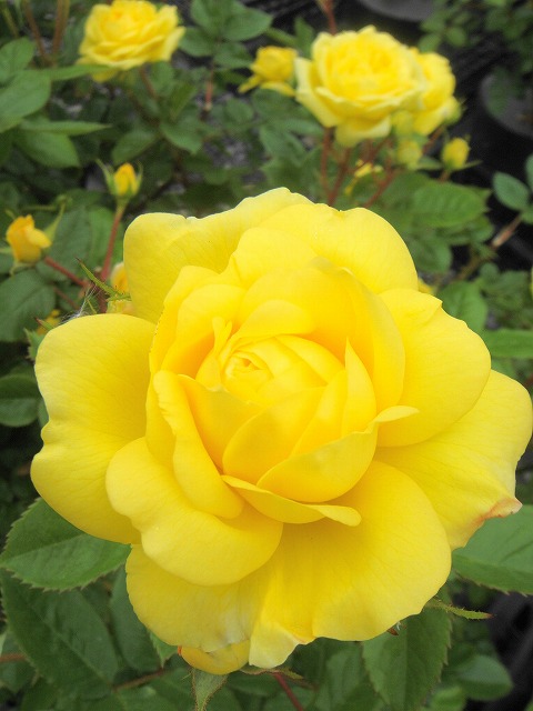 バラ ベルロマンティカ 2