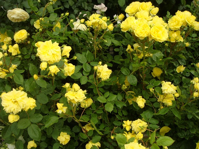 バラ ベルロマンティカ 1