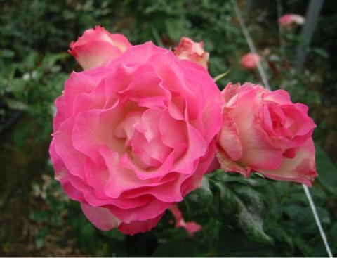 バラ ストロベリーアイス 1