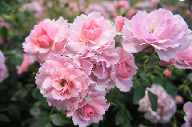 バラ ボニカ’８２ 