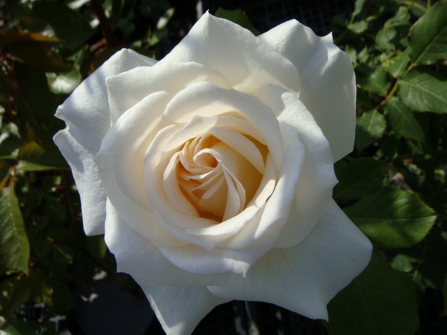 バラ ブライダルホワイト