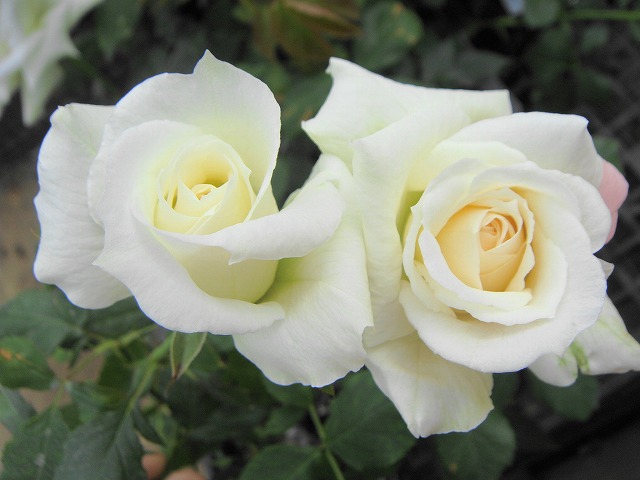 バラ ブライダルホワイト