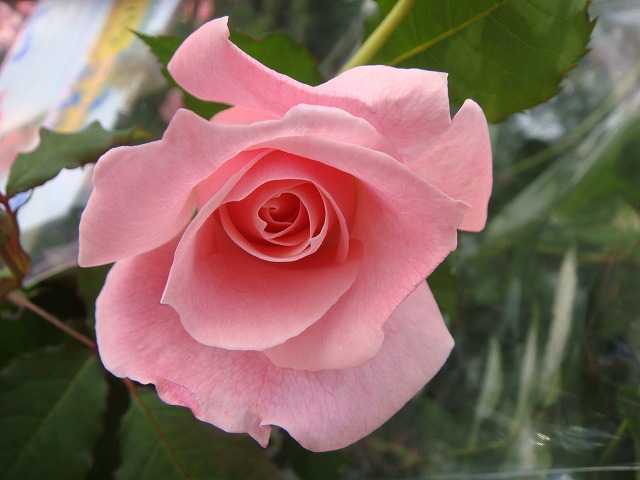 バラ ブライダルピンク 