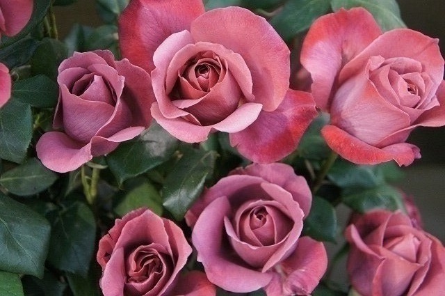 バラ ブラックティー 1