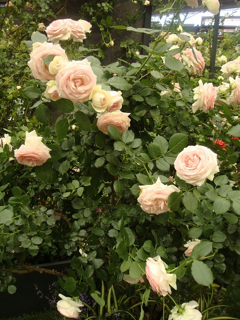 バラ ブランピエールドゥロンサール 3