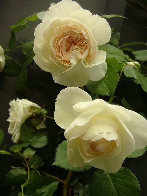 バラ ブランピエールドゥロンサール 3