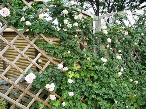 バラ ブランピエールドゥロンサール 2