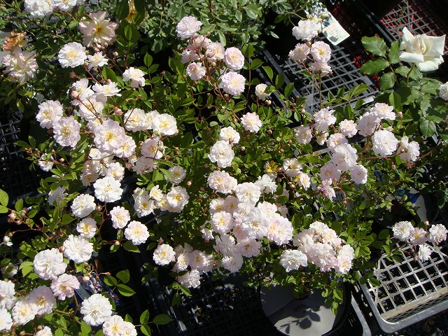 バラ ブランシュカスケード 2