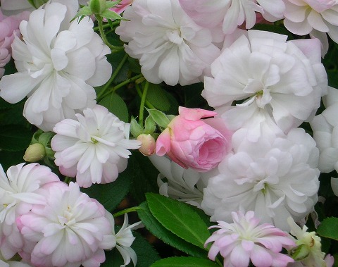 バラ ブランシュカスケード 