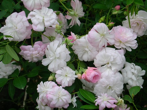 バラ ブランシュカスケード 1