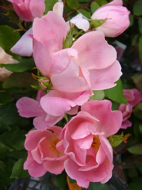 バラ ブラッシングノックアウト FL フロリバンダ 苗 販売 苗木部 By 花