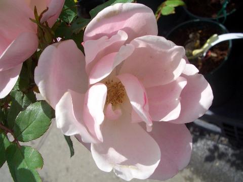 バラ ブラッシングノックアウト 2