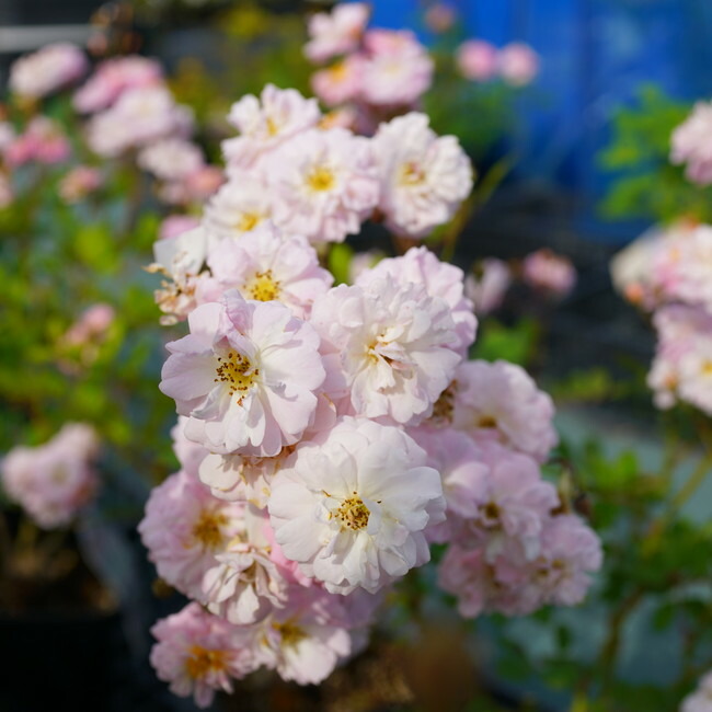 バラ ブリーズパルファン 1