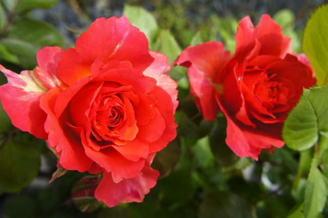 バラ ブリリアント 1