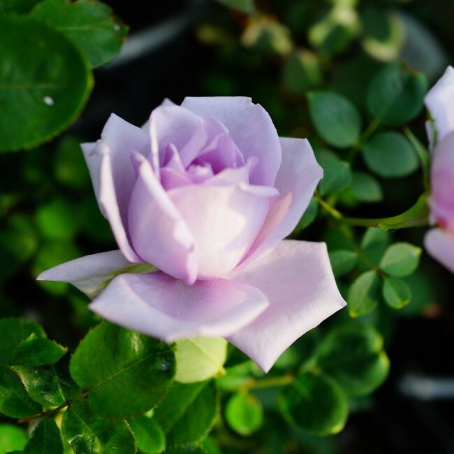 バラ つるブルームーン 2