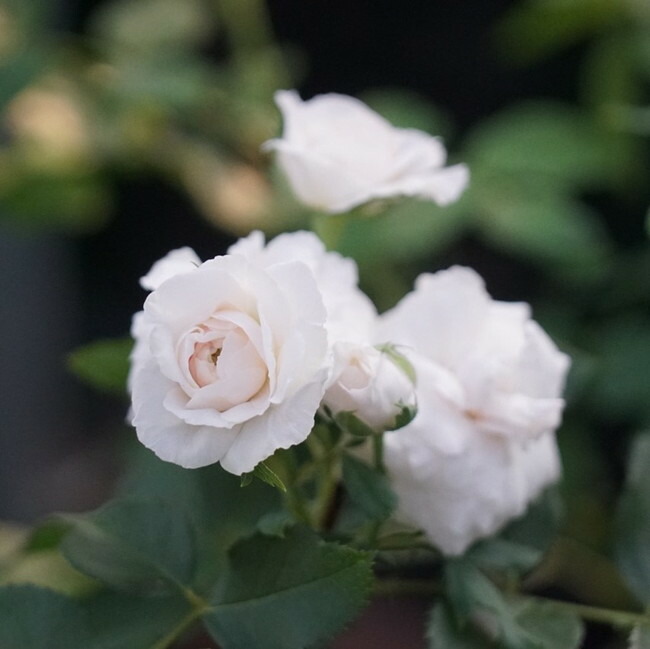 ブルドネージュ