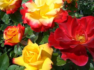 バラ つるチャールストン 1