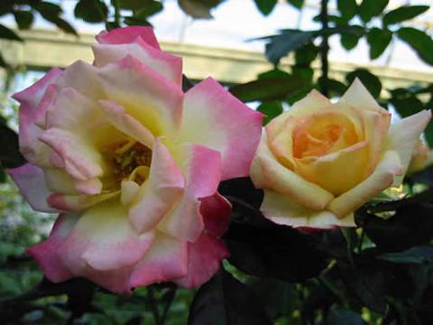 バラ つるチャールストン 4